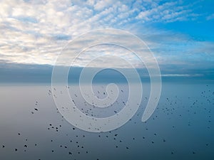 Flock of Birds Soaring Above the Mist at Dawn