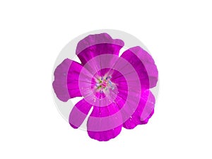 Purple flower isolated on white background