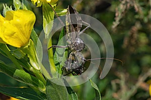 Captured Beetle