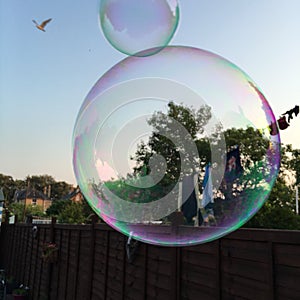 Captured in a bubble life garden summer