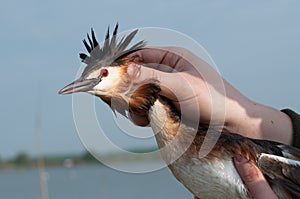 Captured calmed Great Crested Grebe, (Podiceps cristatus)