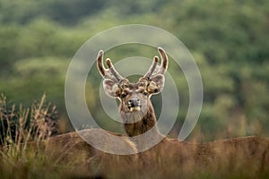 Sambar Deer at Horton Plains, Sri Lanka photo