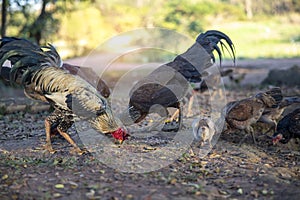 Captured Fighting Asil Male and Female Chicken Hens and Cocks eating raw rice seeds together with their family in a farmer house