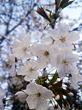 Captured the first flowers in this year