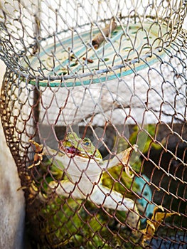 A captured frog is trapped in the net