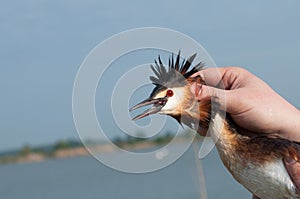 Captured Great Crested Grebe, (Podiceps cristatus)