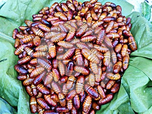 Captured image of Eri silk pupa worm at Sualkuchi, Assam,India