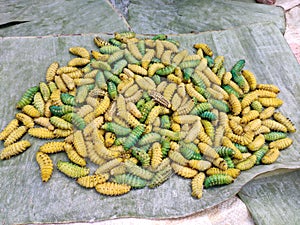 Captured image of silk worm at Sualkuchi, Assam, India