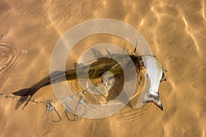 Captured lake fish as seen at a popular reservoir in the desert