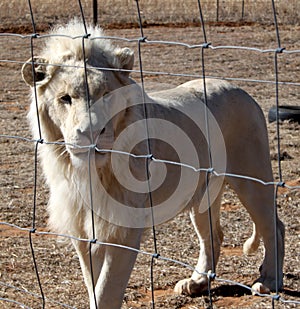 Captured lion