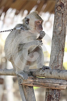 Captured sad macaque monkey on the chain