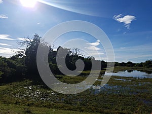 Lanke and Landscape of National park Sri Lanka photo