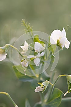 Delicate White Pea Flowers in Soft Light