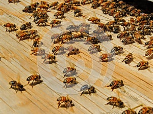 Captured Swarm of Bees on board entering Hive fanning to cool off