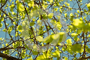 Sunlit Spring Leaves Flourishing on Branches photo