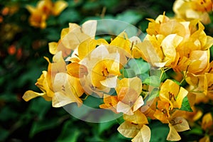 Captured up close, a bunch of vivid orange bougainvillea blossoms, ensconced within a backdrop of lush, verdant foliage