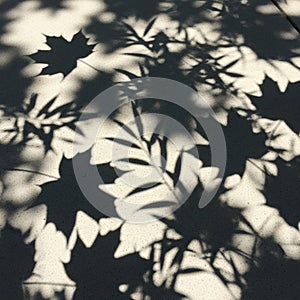 Captures a natural play of light and shadow, creating a visually engaging