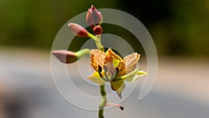 Closeup of Beautiful wild yellow flower.