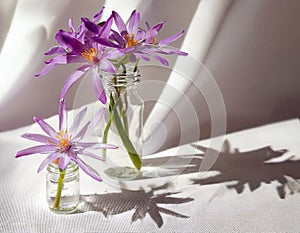 Capturing the Beauty: Selective Focus on Chionodox Glory of the Snow Flowers in Tiny Jars and Bottles photo