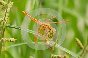 Close up of a Dragonfly insect on the grass leaf
