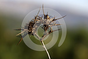 Capturing the Essence of a Blurry, Dried, Thorny Wild Plant