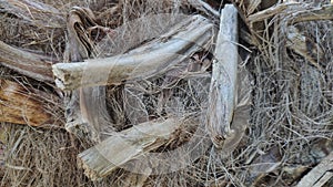 Palm tree roots close up. Tropical background. Natural texture.