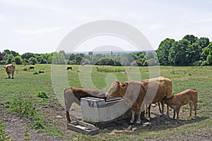 Cattle and a feeding calf, in Felkirk, South Hiendley, Wakefield, West Yorkshire.