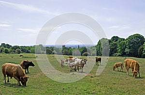 Bull and cattle in Felkirk, South Hiendley, Wakefield, West Yorkshire.