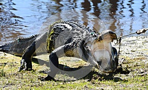 Capturing a large American Alligator with open mouth on a snare for ecology research program