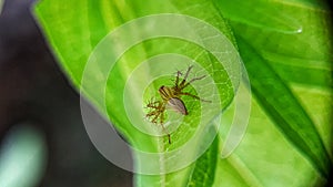 Lynx spider on leaf