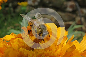 Capturing nature at its best with a beautiful honey bee pollinating a blooming yellow chrysanthemum flower