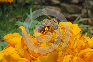 Capturing nature at its best with a beautiful honey bee pollinating an orange chrysanthemum flower in bloom