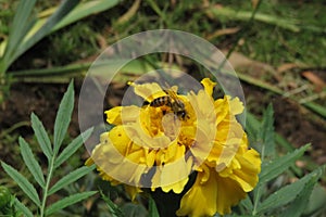 Capturing nature at its best with a beautiful honey bee pollinating a yellow chrysanthemum flower in bloom