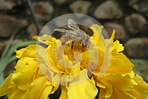 Capturing nature at its best with a beautiful honey bee pollinating a yellow chrysanthemum flower in bloom