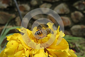 Capturing nature at its best with a beautiful honey bee pollinating a yellow chrysanthemum flower in bloom