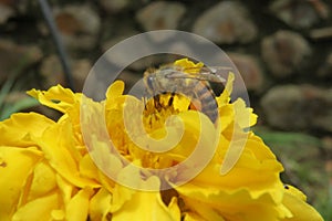 Capturing nature at its best with a beautiful honey bee pollinating a yellow chrysanthemum flower in bloom