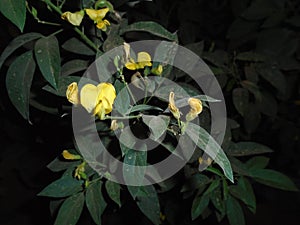 Capturing at night - Coupled beans or Adzuki beans