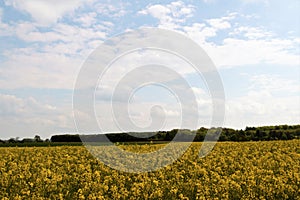 Rape seed oil fields, in Marr, Doncaster, South Yorkshire. photo