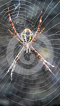 Webspider