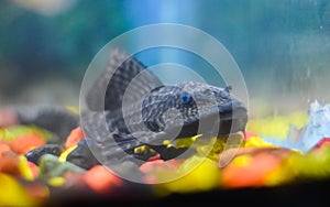 Close up of a sucker fish or Pleco inside the aquarium