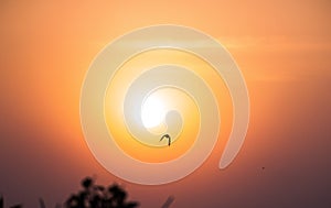 Capturing sunset with a silhouette of a flying bird.