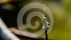 Water droplets on the tip of the bamboo leaf after rain