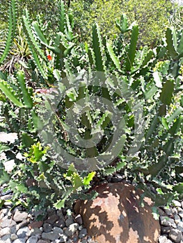captus plant in the garden photo