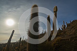 Captus and the Uyuni salar desert. South of Bolivia. photo