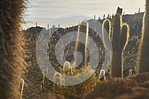 Captus and the Uyuni salar desert. South of Bolivia. photo