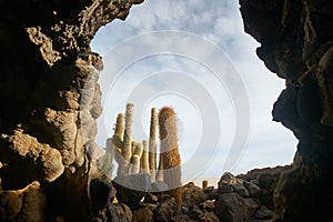 Captus and the Uyuni salar desert. South of Bolivia. photo