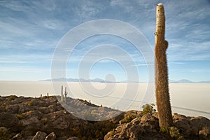 Captus and the Uyuni salar desert. South of Bolivia. photo