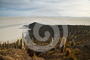 Captus and the Uyuni salar desert. South of Bolivia. photo
