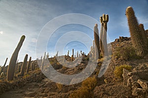 Captus and the Uyuni salar desert. South of Bolivia. photo