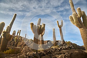 Captus and the Uyuni salar desert. South of Bolivia. photo